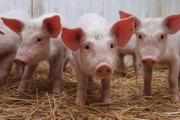 飼料添加劑 飼料添加劑